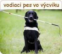 Výcvik Povinná výbava psa, vhodného pre výcvik: zručnosť psa pre vodenie nevidiaceho človeka schopnosť prevziať