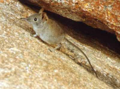 Macroscelidea - bércouni (15) subsaharská Afrika, 2 sesterské skupiny chobotovitě protažený rypáček (elephant shrews) zadní nohy delší než přední, prodloužený metatarsus, splývání dlouhých kostí