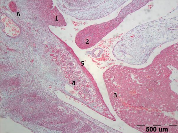 118 TK 11 mm Sagitální řez, snímek orientován kaudálním koncem směrem vzhůru Carnegie stádium: 16 17 Den: 39 41 Barvení: alciánová modř, jádrová červeň 1. Alantois 2.