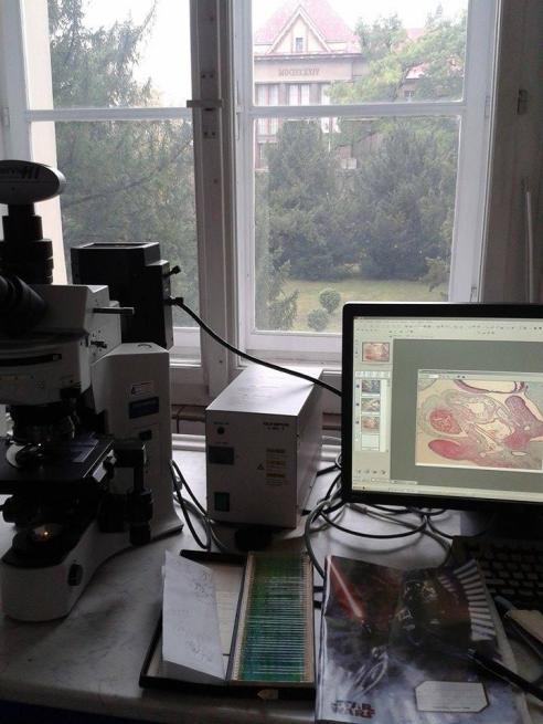 71 7. 6 Mikroskopické pozorování a fotodokumentace V Ústav histologie a embryologie Lékařské fakulty UK v Plzni jsem pracovala se světelným mikroskopem Olympus BX 41, kamera Color View III. Obrázek 2.