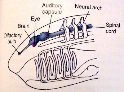 Apomorfie Craniata: " Hlava, mozek, smysly " Mineralisované tkán :