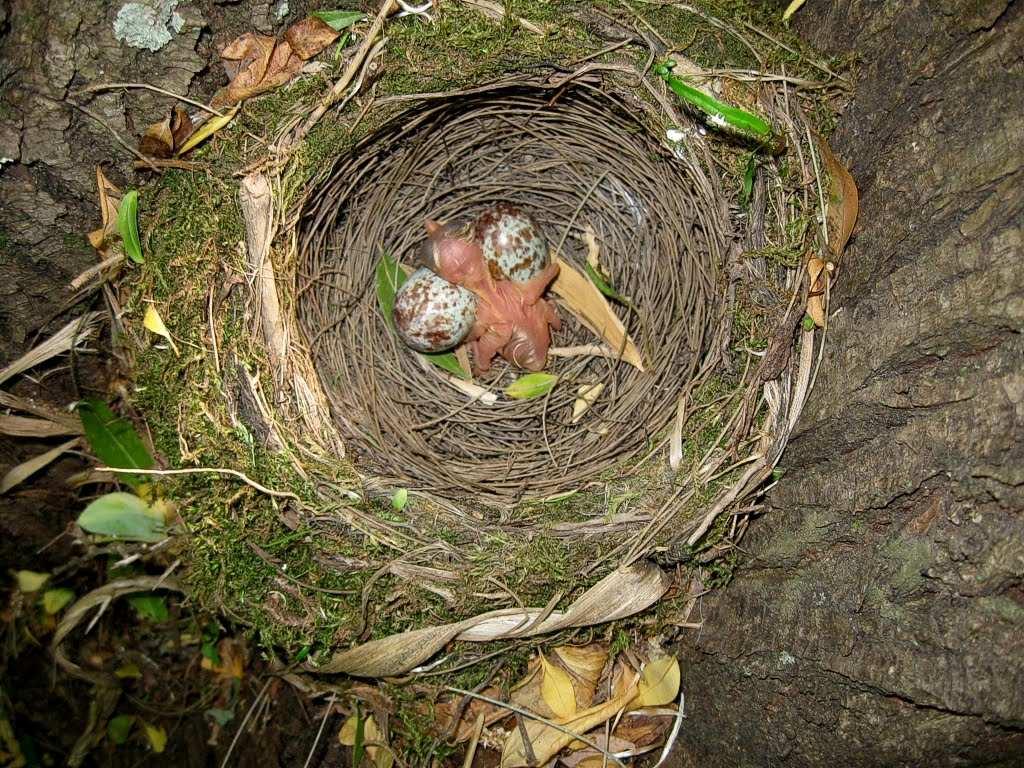 Drozd brávník (Turdus viscivorus) hnízdí 1-2x ročně ve větších jehličnatých lesích s mýtinami hnízdo staví ze