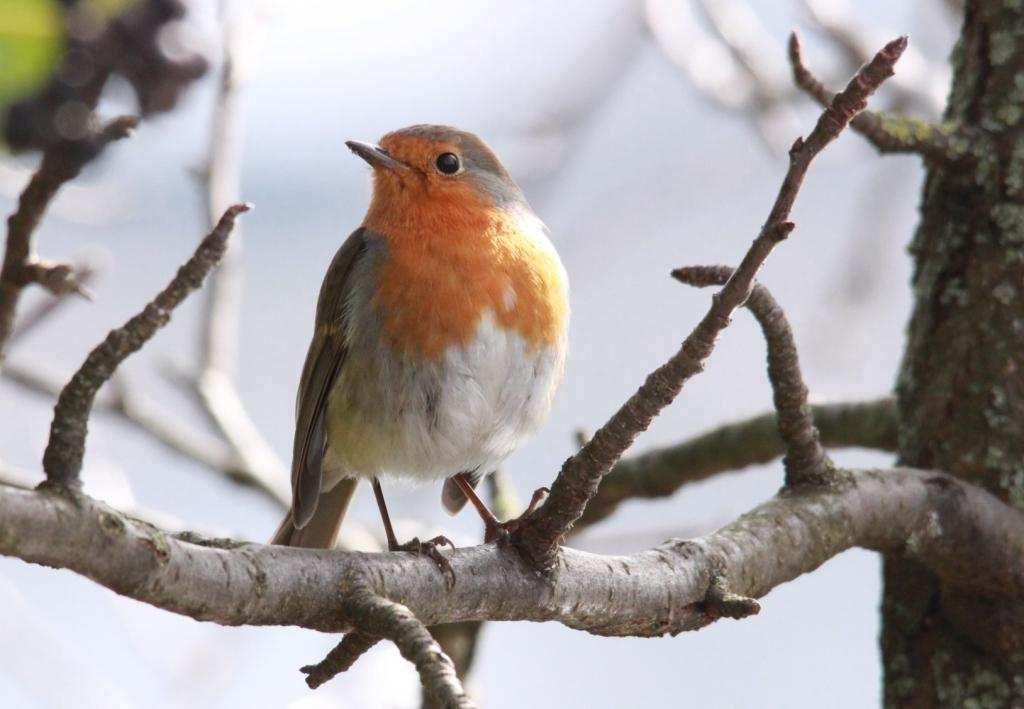 Červenka obecná (Erithacus rubecula) živí se drobným hmyzem a larvami, členovci nebo pavoukovci na podzim hraje důležitou roli také rostlinná strava,