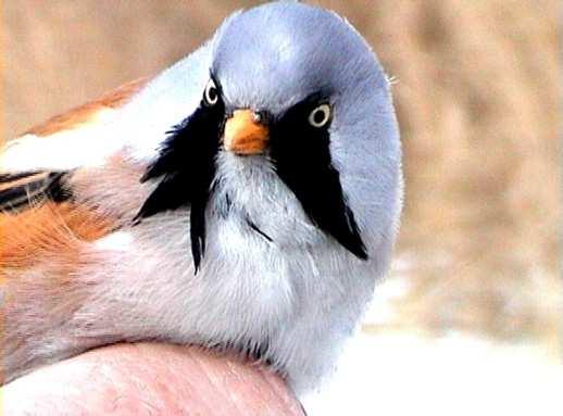 Sýkořice vousatá (Panurus biarmicus) částečně tažný pták hnízdí vzácně v rozsáhlých rákosinách u jezer a rybníků v dubnu až červenci, dvakrát ročně hnízdo je hluboká miskovitá stavba