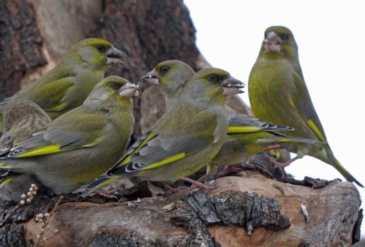 Zvonek zelený (Chloris chloris) obývá lesní okraje i otevřenou krajinu s křovinami, v poslední