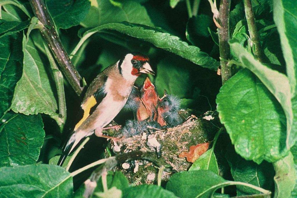 Stehlík obecný (Carduelis carduelis) úhledné, pečlivě spletené hnízdo staví vysoko ve větvích samice snáší většinou