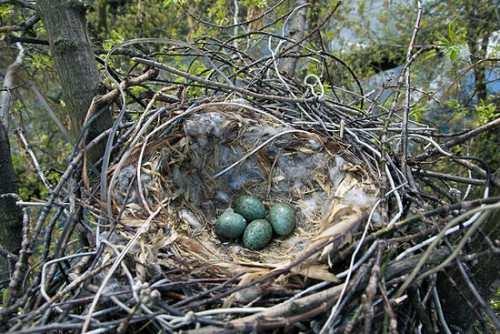 Vrána černá (Corvus corone) holá mláďata v prvních 6 dnech neprodukují teplo, snesou i silné ochlazení po 30-35 dnech opouští hnízdo a posedávají na