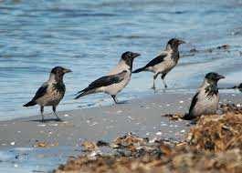 Vrána šedá (Corvus cornix) v severních částech areálu svého výskytu je částečně stěhovavá, v