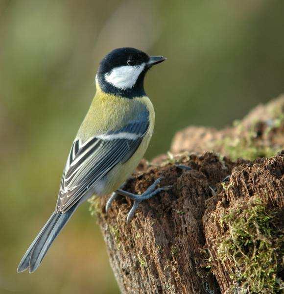 Sýkora koňadra (Parus major) hojná v lese, zahradách, parcích, alejích i zelených pásech sídlišť naše největší sýkora