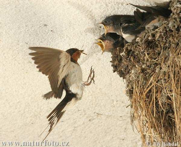 Vlaštovka obecná (Hirundo rustica) hnízda původně ve skalách, dnes i v lidských obydlích (i v místnostech, kde se zdržují lidé) samice snáší