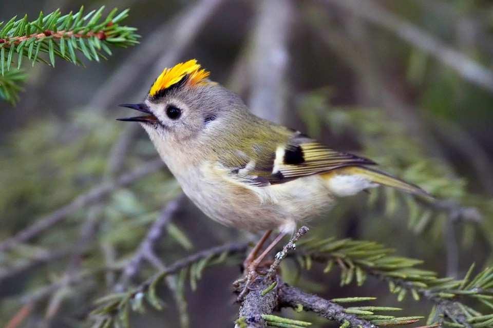 Králíček obecný (Regulus regulus) rozšířený v Evropě až do Střední