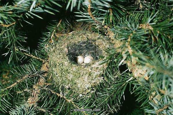 Králíček obecný (Regulus regulus) obývá jehličnaté (SM) lesy všech poloh kulovité hnízdo vpletené mezi tenké visící větvičky SM tlustostěnné,