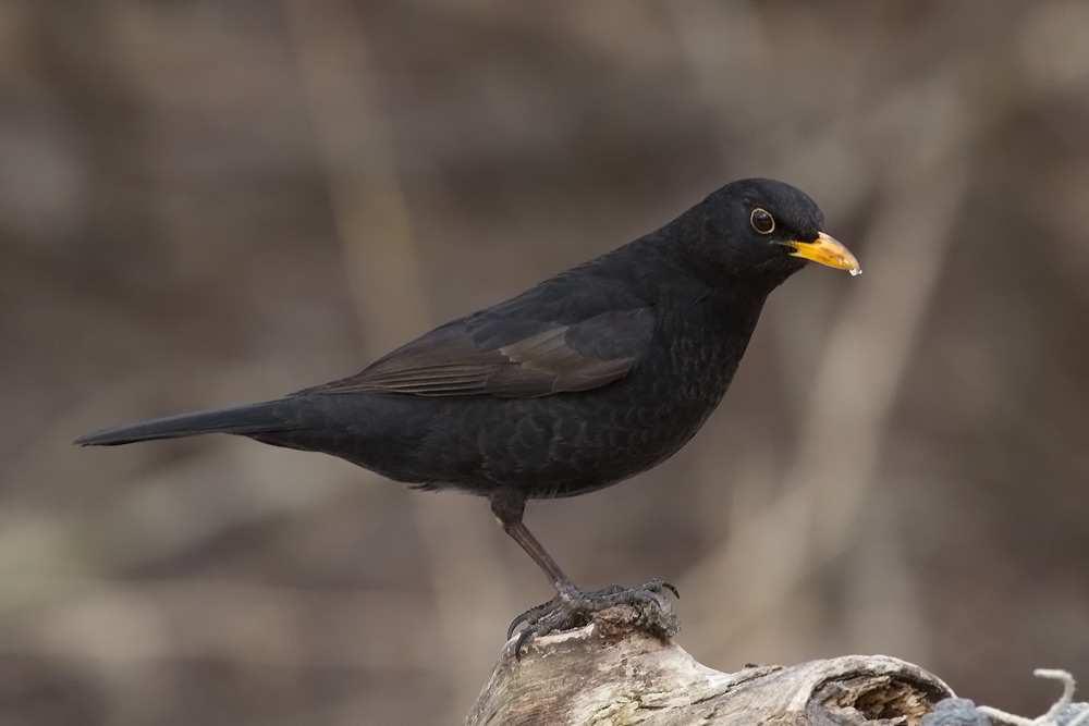 Kos černý (Turdus merula) většina Evropy, část Asie a severozápadní Afrika včr běžně hnízdící druh na celém území v ČR byl