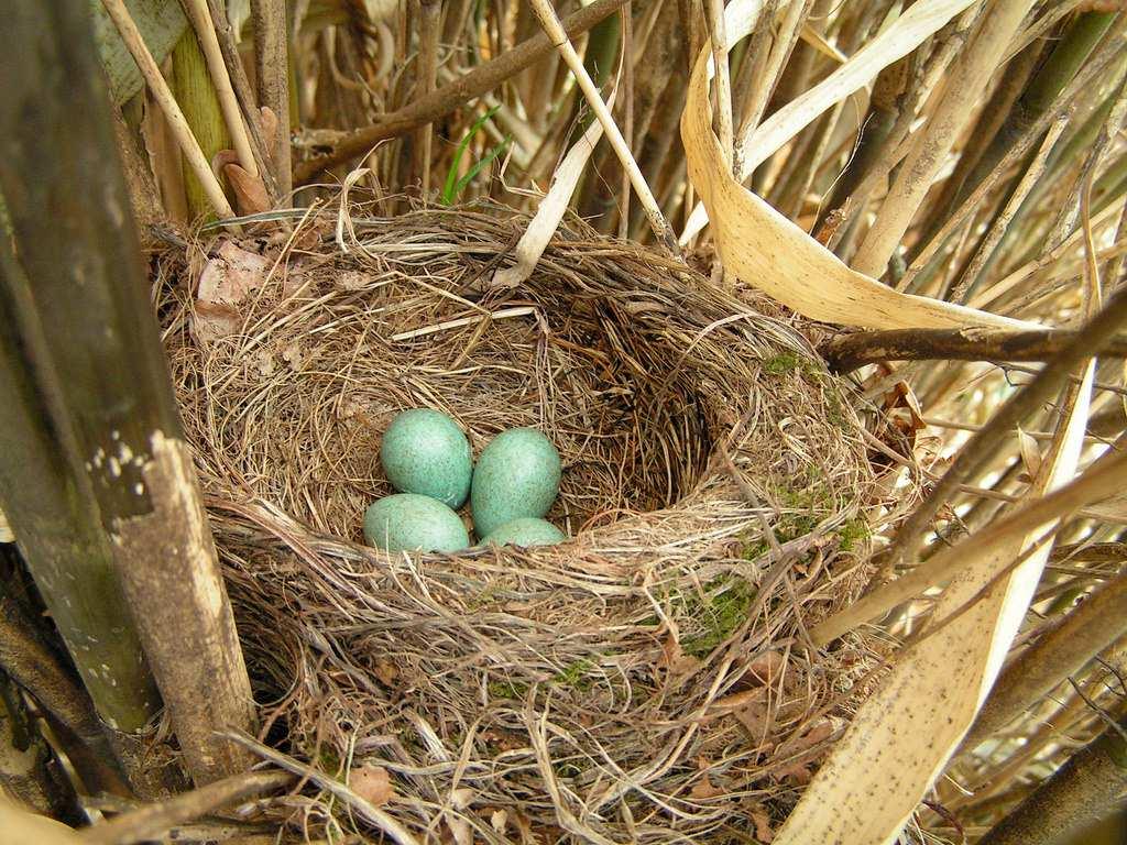 Kos černý (Turdus merula) páry hnízdí 2-3x ročně hnízdo ve větvích, na zemi či budovách staví samice z