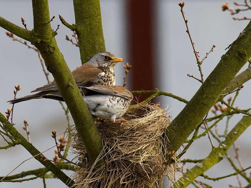 Drozd kvíčala (Turdus pilaris) v koloniích hnízdí 1-2x ročně v korunách listnáčů či borovic staví hluboké hnízdo samice snáší 4-7 vajec, na kterých sedí 12 dní potrava: hmyz, červi,