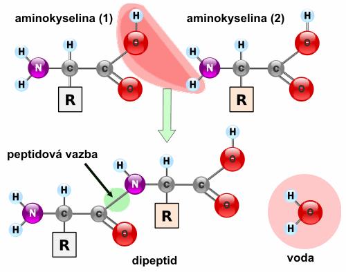 Obrázek 2.2: Vznik peptidové vazby [3].