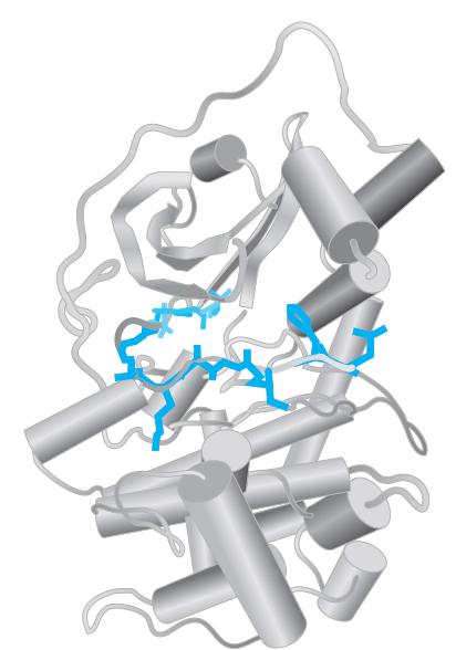 Obrázek 3.8: Protein kinázy obsahující dvě domény (amino terminální doména bohatá na β-listy [výše] a karboxylová terminální doména bohatá na α-šroubovice [níže]) [8].