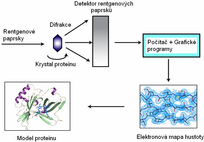 Obrázek 3.10: Rentgenová krystalografie [12]. Popsaná metoda má ale jednu velkou nevýhodu časovou náročnost získání čistého krystalu proteinu [11].