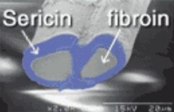 Silk fibroin Fibroin je druh bílkoviny tvořené Bourcem morušovým ve formě hedvábí.