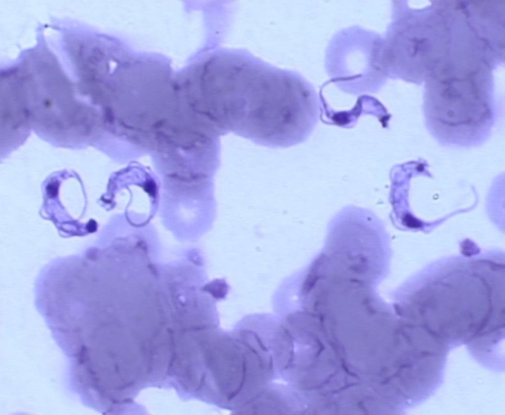 Triatoma,