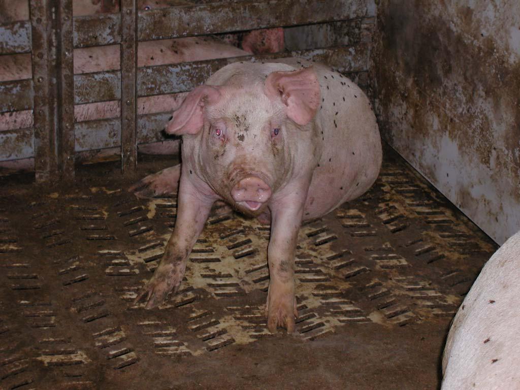 Měření zápachu v okolí malého zdroje B. Kotlík 1, H. Kazmarová 1, P. Auterská 2, J.