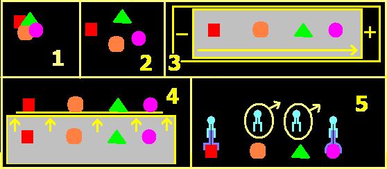 Western blotting princip 1: původní antigen (směs) 2: uvolnění jednotlivých antigenů detergentem 3: elektroforetické