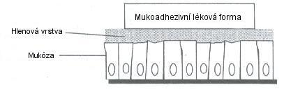 Modelové biologické tkáně Pro testování bioadheze jsou pouţívány nejčastěji myší peritoneum, krysí střevo, králičí ţaludek, hovězí sublingvální sliznice a vepřová bukální sliznice.