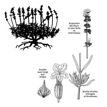 Přílohy příloha č. 1: Levandule lékařská (Lavandula angustifolia) Zdroj: photolavande-2.jpg.