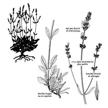 com/images/photolavande-2.jpg příloha č. 2: Levandule širokolistá (Lavandula latifolia) Zdroj: photolavande-3.