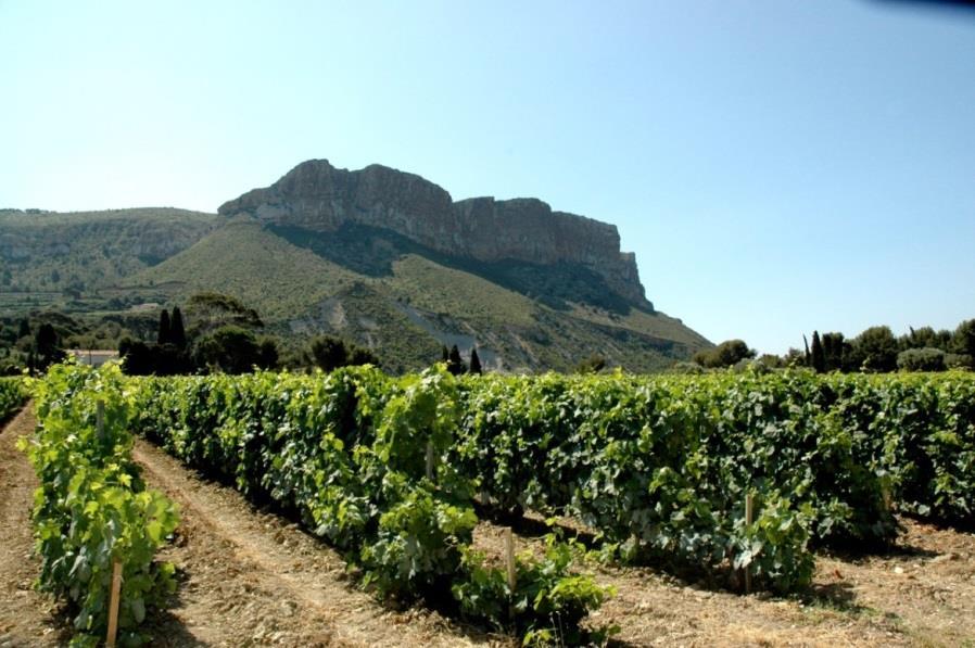 příloha č. 10: Vinice Cassis Zdroj: Visite du vignoble de Provence. John Euvrard. [online]. [cit. 2015-03-22].