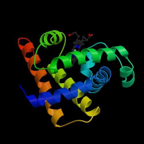 Amino Acid