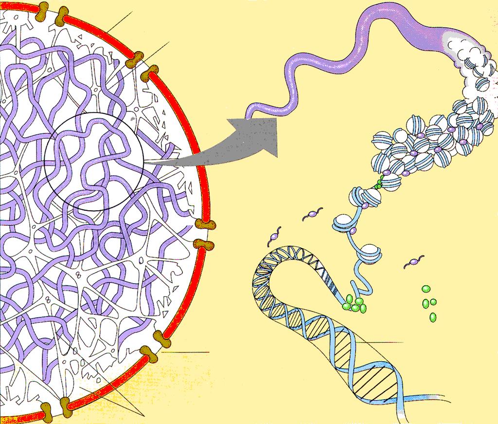 Štruktúra DNA v jadre Nuclear membrane Chromatin fiber Chromatin fiber (30 nm