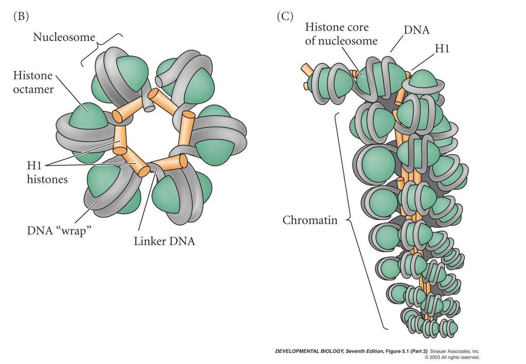 DNA Organizácia is wrapped around