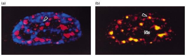 Transcription and Processing DNA -modrá PolyA+RNA -červená PolyA+RNA