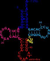 trna