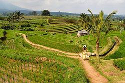BEDUGUL VÝLET 50 USD /auto ULUWATU A TANEC KECAK 35 USD /auto V tomto výletu na Vás bude čekat královský palác Taman Ayun,