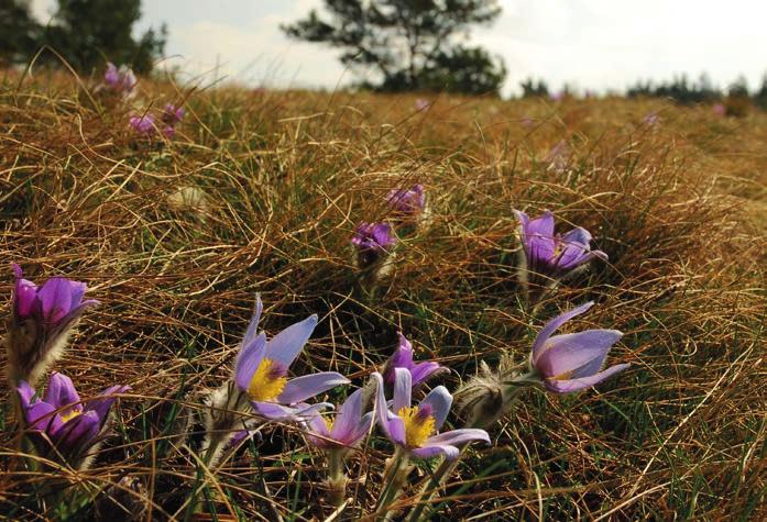 cz (Portál farmáře, LPIS), České inspekce životního prostředí www.cizp.