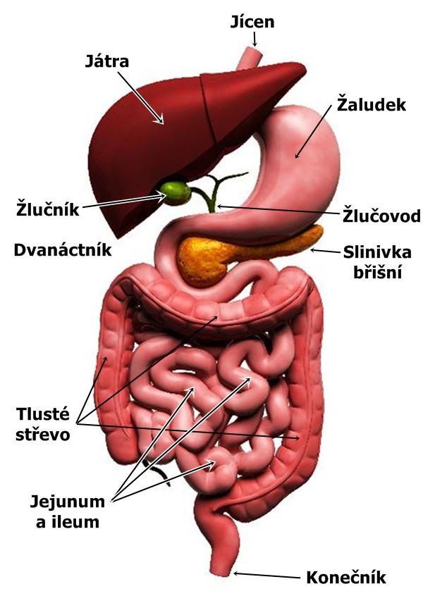 Anatomie a fyziologie Tenké střevo (intestinum tenue) Dvanáctník (duodenum) Lačník (jejunum) Kyčelník (ileum) Tlusté střevo (intestinum