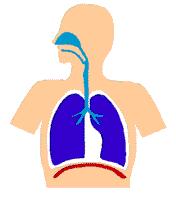 Dýchací systém Dýchací cesty: -