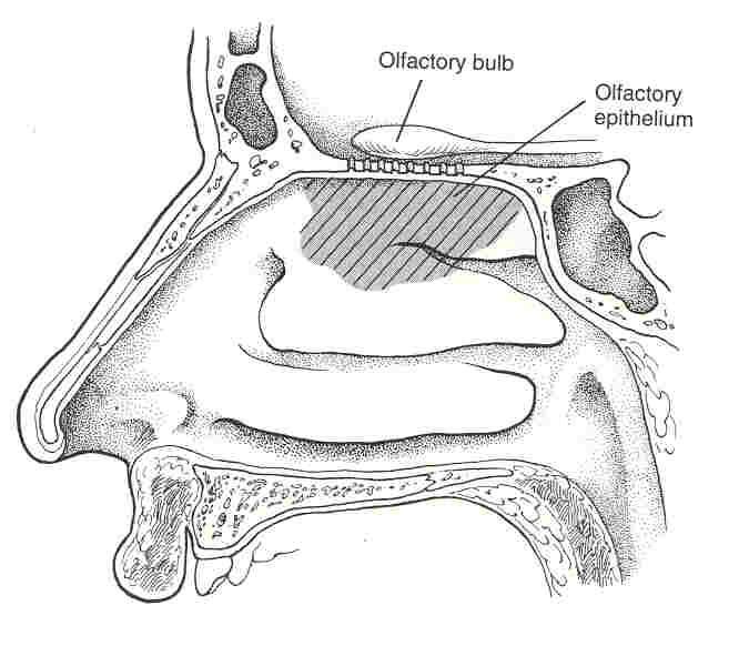 Epitel v dutině nosní Regio olfactoria: čichový ep. Regio respiratoria: Víceřadý cyl. ep. + řasinky Vestibulum nasi: Vrstevnatý dlažd.