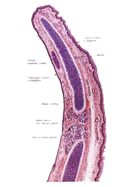 EPIGLOTTIS Vrstev. dlažd. ep.