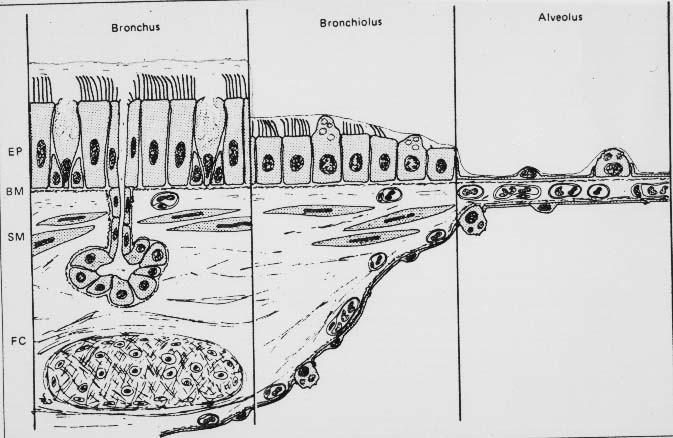 Stavba stěny bronchu bronchiolu
