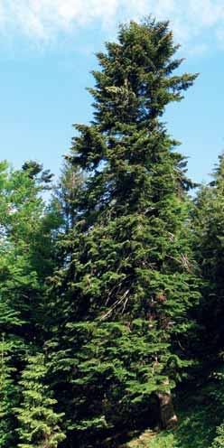 Abies alba blízko Štefanová, Malá Fatra, Slovensko Zdroj: Wikimedia.org jsou letorosty, které jsou načervenalé a dvouleté větve jsou modrobíle ojíněné.
