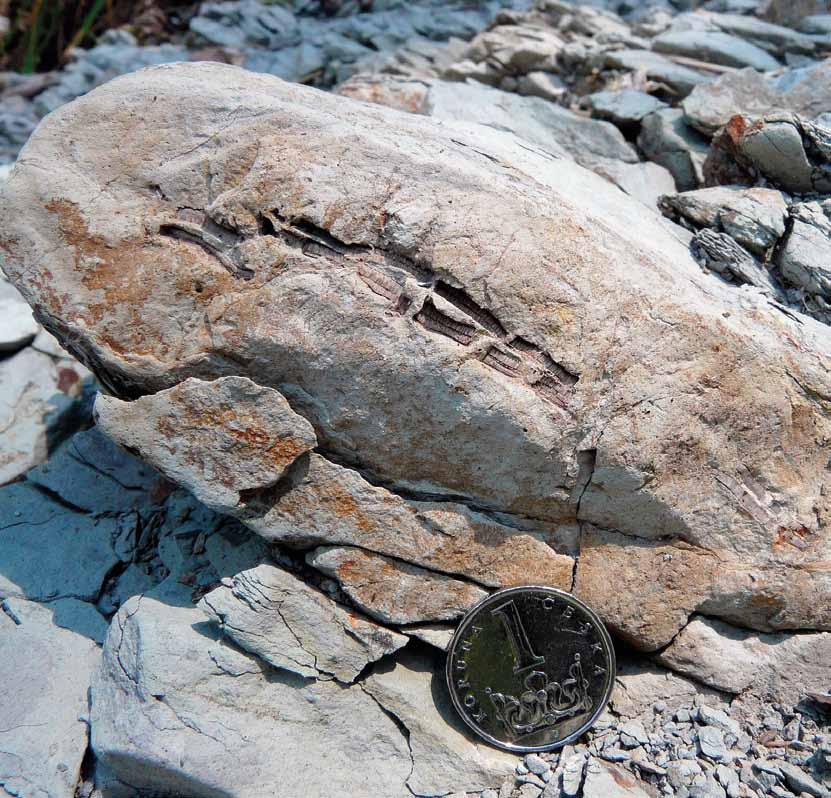 GEOLOGICKÉ VÝZKUMY na Moravě a ve Slezsku GEOLOGICAL RESEARCH in Moravia and Silesia