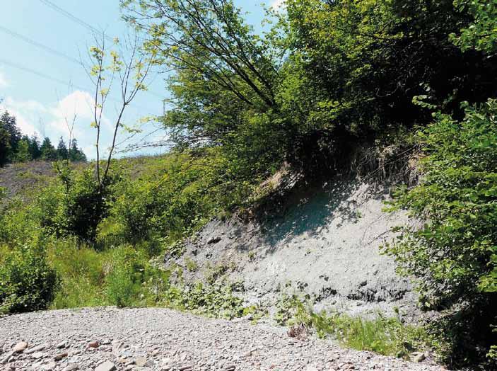 Čelo sesuvu erodované potokem; v zářezu byly nově zjištěny patrně nejstarší členy podslezské jednotky: černé jíly cenomanu a