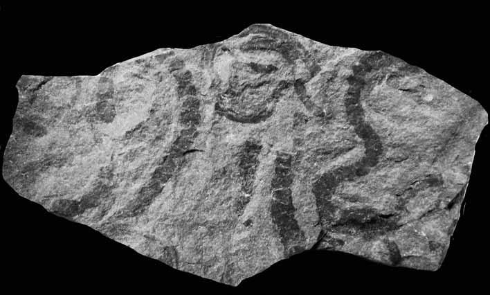 sedimentačním prostředí. Za producenty stop se považují mořští červi žíjící na rozhraní sedimentu mořského dna a vody.