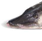Pstruh duhový Oncorhynchus mykiss (Rainbow trout) 191671 Pstruh kuchaný 1 x 1 ks 200 350 g