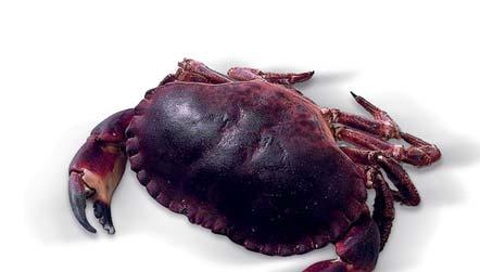 600 800 g 195166 Humr evropský Bretaň 1 x 1 ks 900 1200 g Krab německý Cancer pagurus Linnaeus (Crab) 195133 Krab