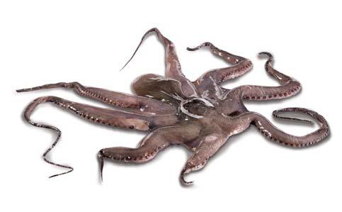 Chobotnice Octopus vulgaris (Octopus, Pulpo)