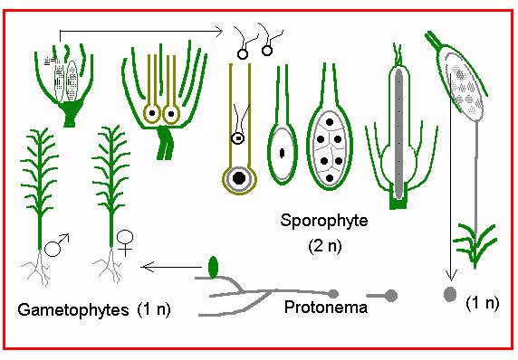 Životní cyklus mechorostů heteromorfická (heterofázická) rodozměna gametofyt haploidní, fotoautotrofní; meiospora protonema gametofor gametangia ( archegonia, antheridia)